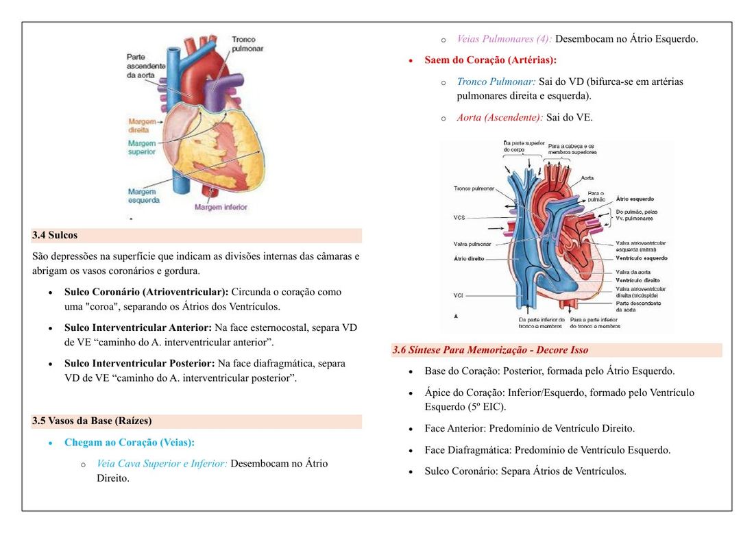 Página do resumo de Anatomia II, Sistema cardiovascular: ilustrações coloridas do coração e dos vasos da base, seções 3.4 Sulcos e 3.5 Vasos da base, e a síntese para memorização.